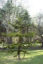 Young Monkey puzzle tree